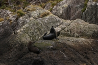 Milford Sound