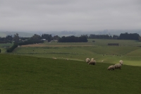 Dunedin