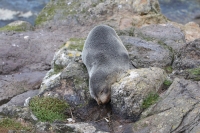 Otago Peninsula