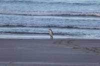 Otago Peninsula