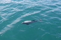 Akaroa Bucht