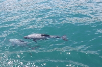 Akaroa Bucht