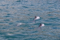 Akaroa Bucht