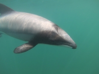 Akaroa Bucht