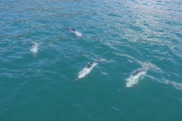 Akaroa Bucht