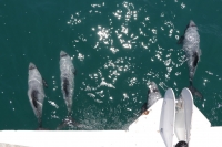 Akaroa Bucht