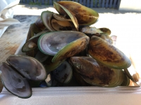 Akaroa Bucht