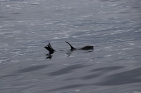 Whale Watching