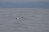 Whale Watching