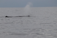 Whale Watching