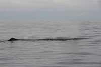 Whale Watching