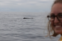 Whale Watching