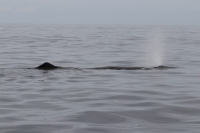 Whale Watching