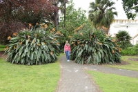 Auckland