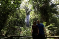 Kauri Wald