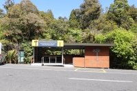 Kauri Wald