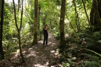 Kauri Wald