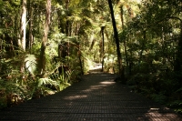 Kauri Wald