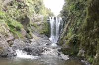 Kauri Wald