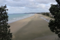 Kauri Wald
